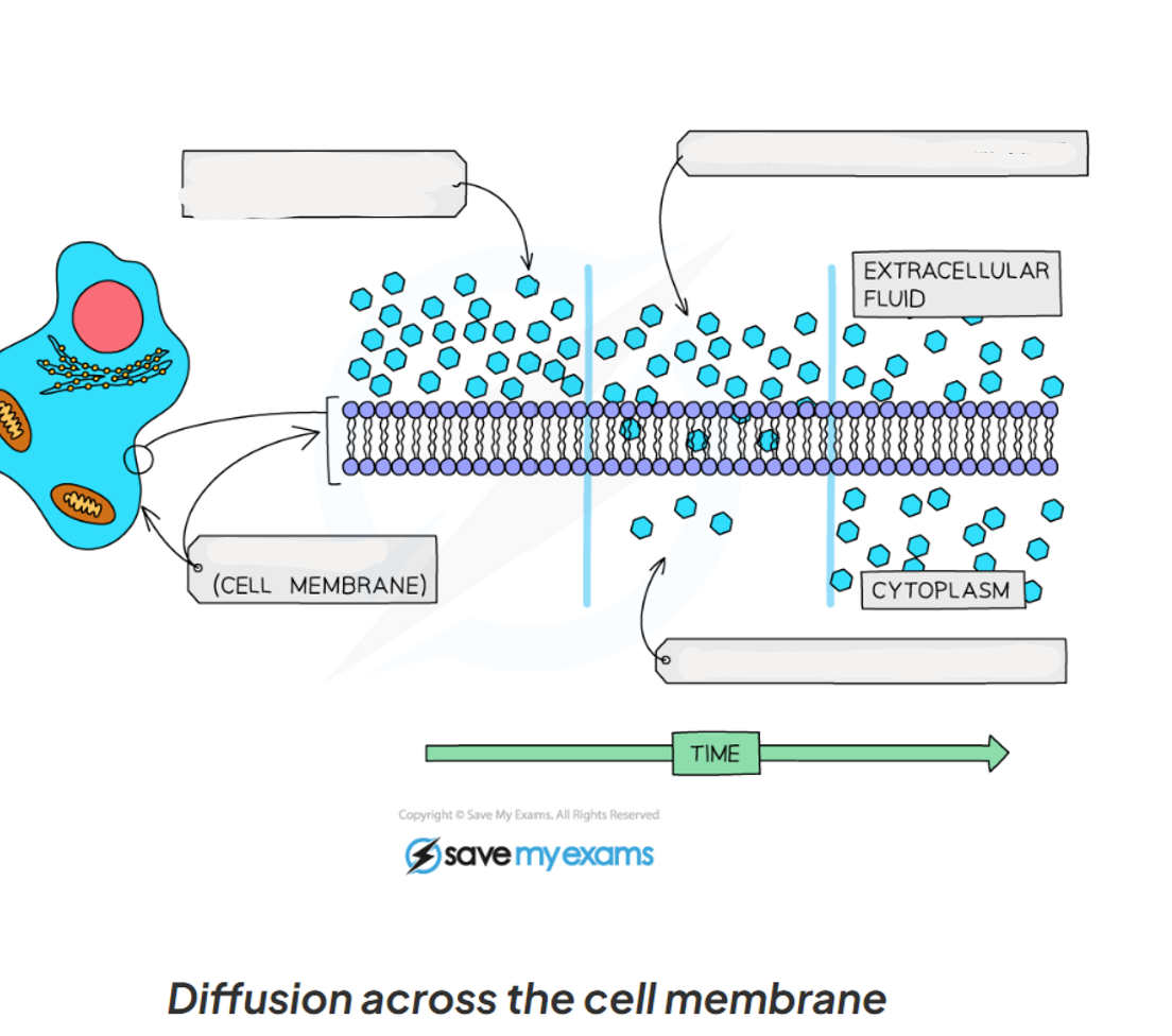 <p>1.15 Label this diagram of molecules moving from an area of high concentration to an area of low concentration through a cell membrane</p>