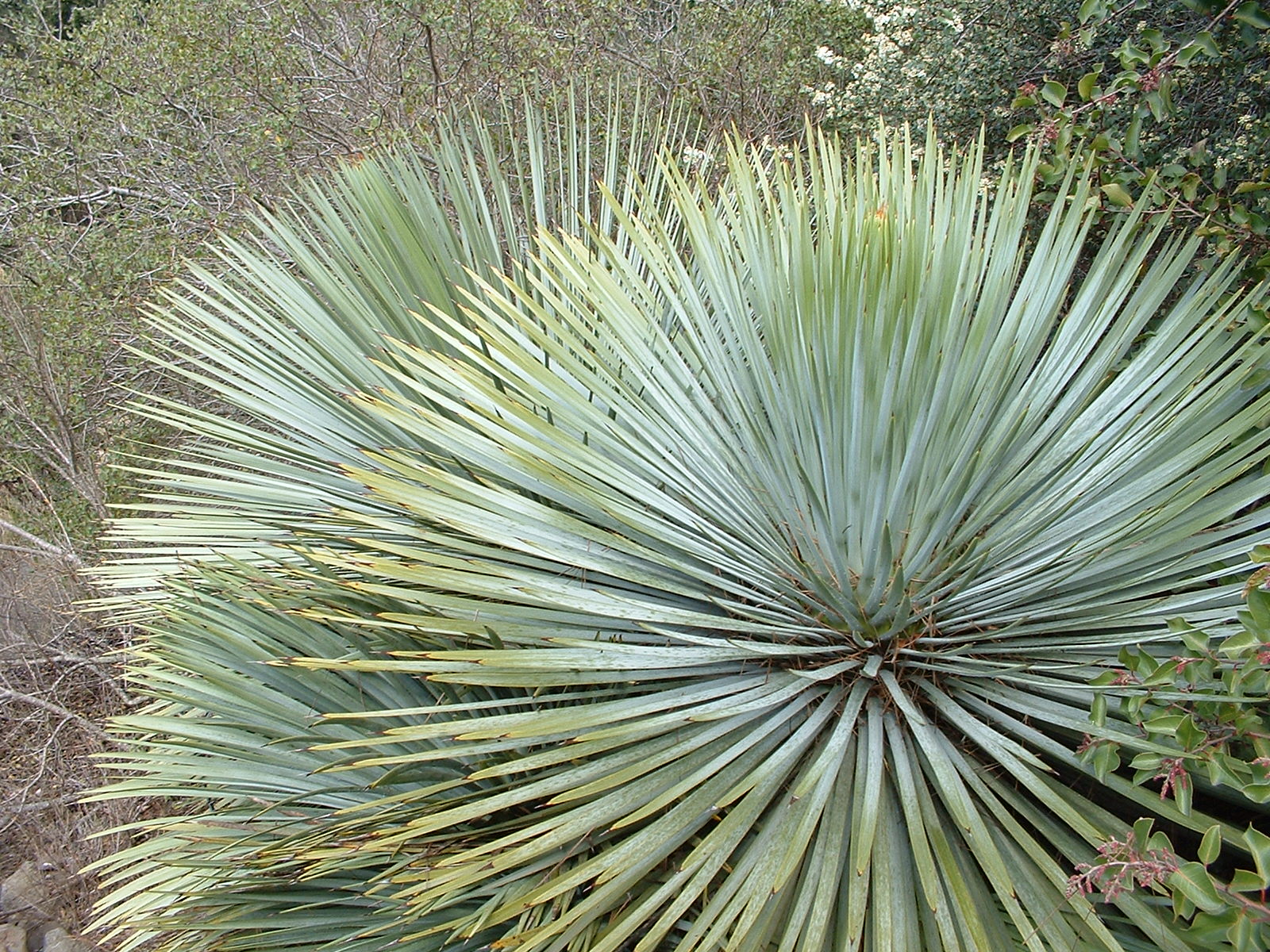 <p>Chaparral Yucca</p>