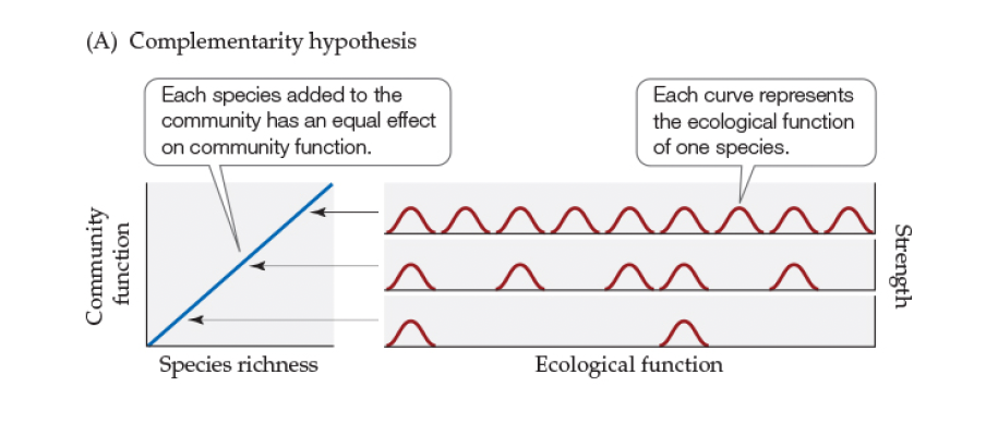<p>Complementarity hypothesis</p>