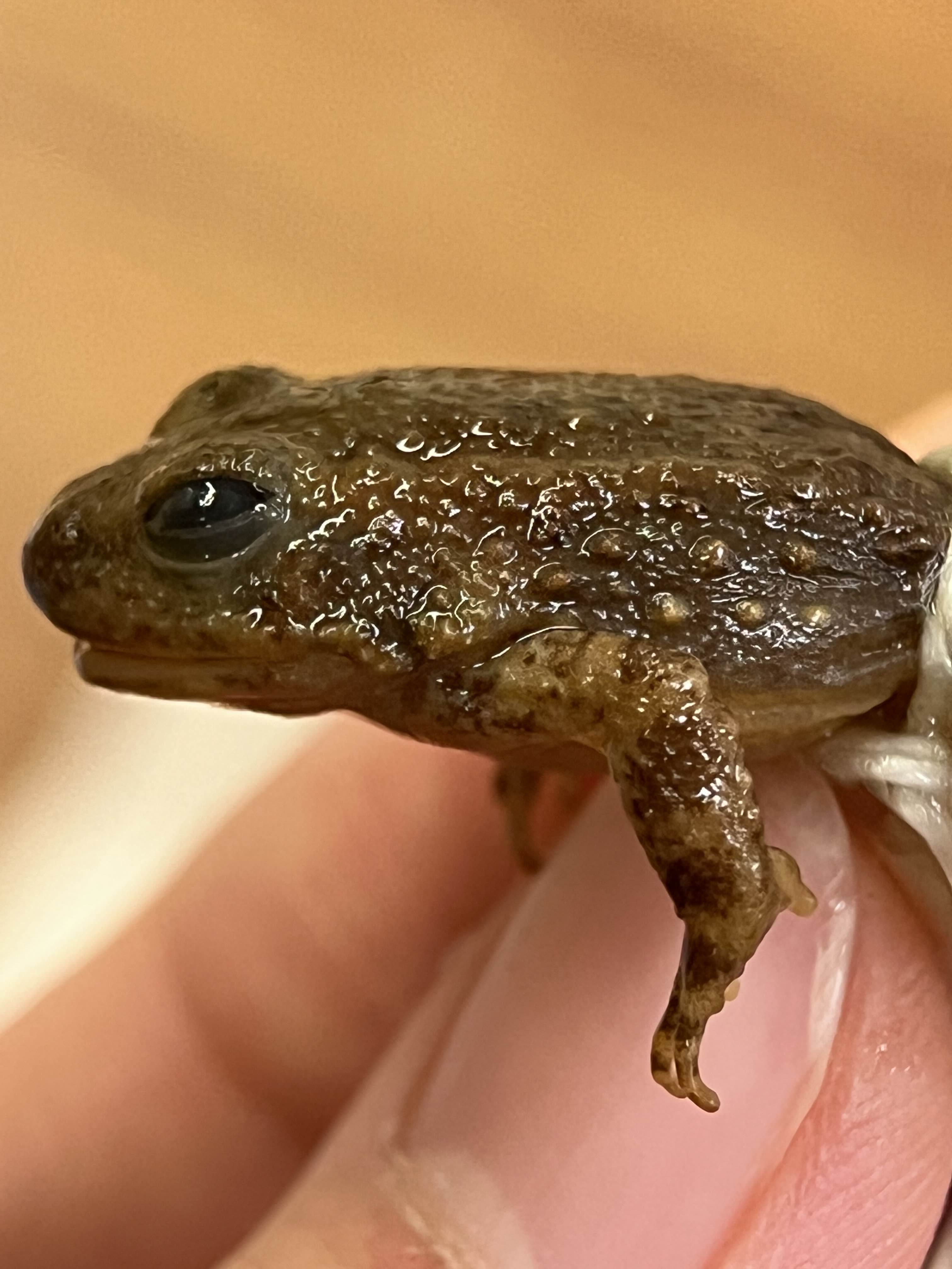 <p>Family + species?</p><ul><li><p>Underside of hind legs: Yellow</p></li><li><p>Face lack distinct coloration</p></li><li><p>California Foothills</p></li></ul><p></p>