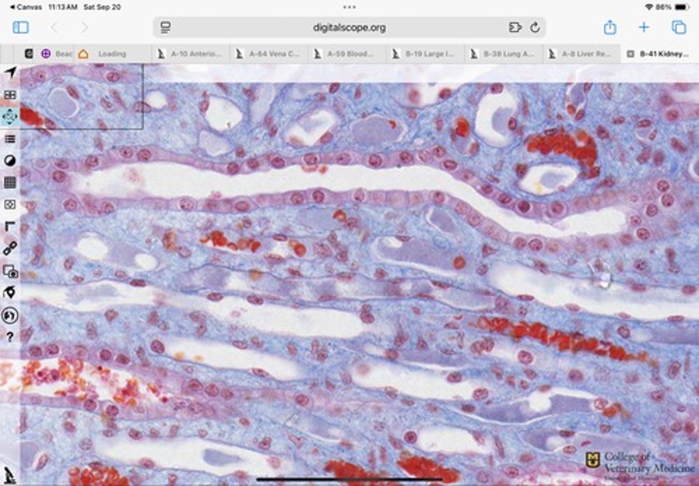 <p>What type of epithelium is shown?</p>