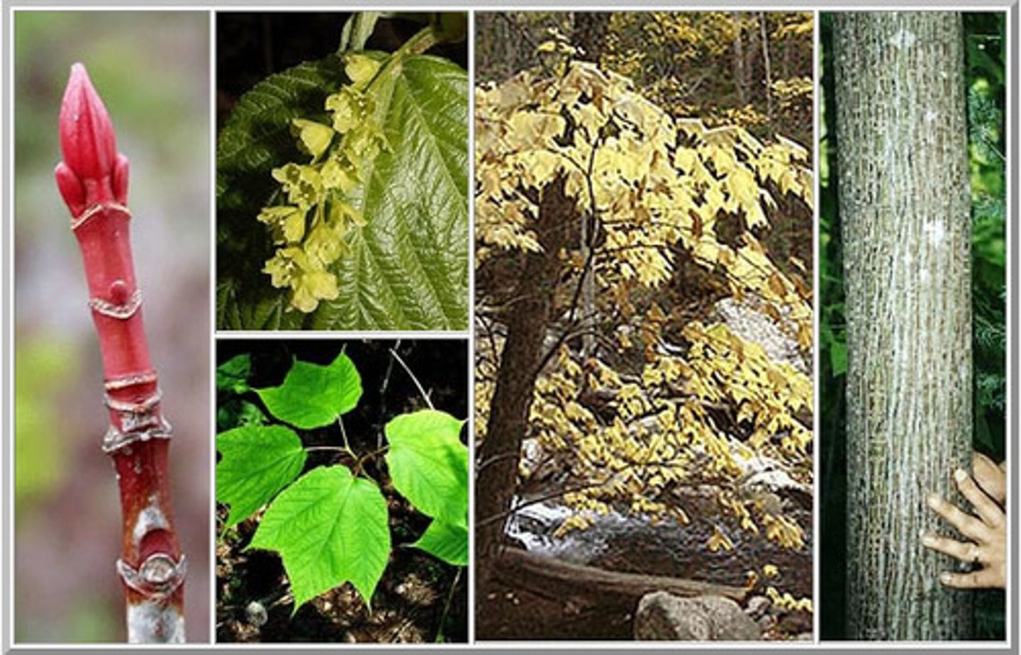 <p>A small understory tree characterized by striped green and white bark.</p><p>Opposite, simple, 3-lobed leaves.</p>