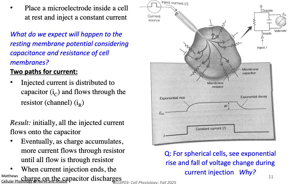 <p>Step-by-step:</p><ul><li><p>Two current paths:</p><ul><li><p>iC (to capacitor = membrane charging)</p></li><li><p>iR (through resistor = channels)</p></li></ul></li><li><p>At first: all current charges capacitor → Vm rises slowly</p></li><li><p>Then: more current flows through resistor (channels) → Vm levels off</p></li><li><p>When current stops: capacitor discharges → Vm falls <strong>slowly</strong></p></li><li><p>For spherical cells → see <strong>exponential rise/fall</strong> because capacitors take time to charge/discharge</p></li></ul><p></p>