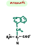 <p>An aromatic non-polar amino acid that contains indole.</p>