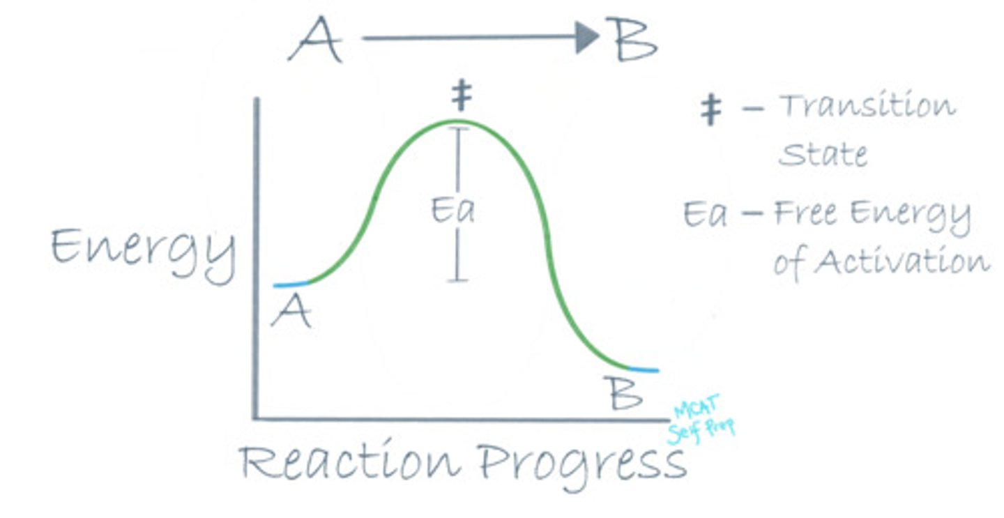 <p>(B) During the Transition State</p><p>The enzyme is most tightly bound to its substrate during the transition state (induced fit stage).</p>