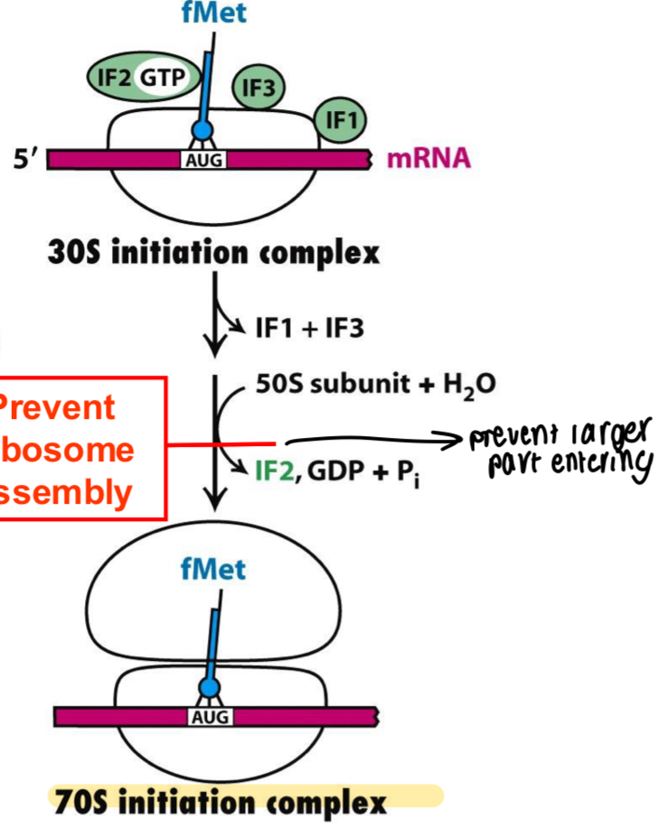 <p>30S initiation complex joins to 50S subunit using water, the initiation complexes leave 30S and energy creates 70S complex with methionine in the binding site </p>