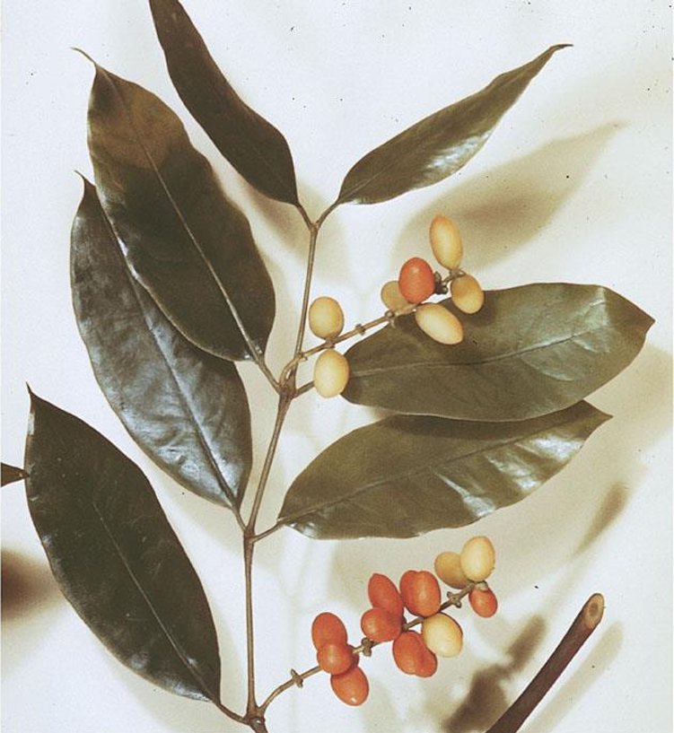 <p>gnetophyte; melinjo/bago; resemble flowering plants due to fleshy exposed seeds that are yellow to red when ripe</p>