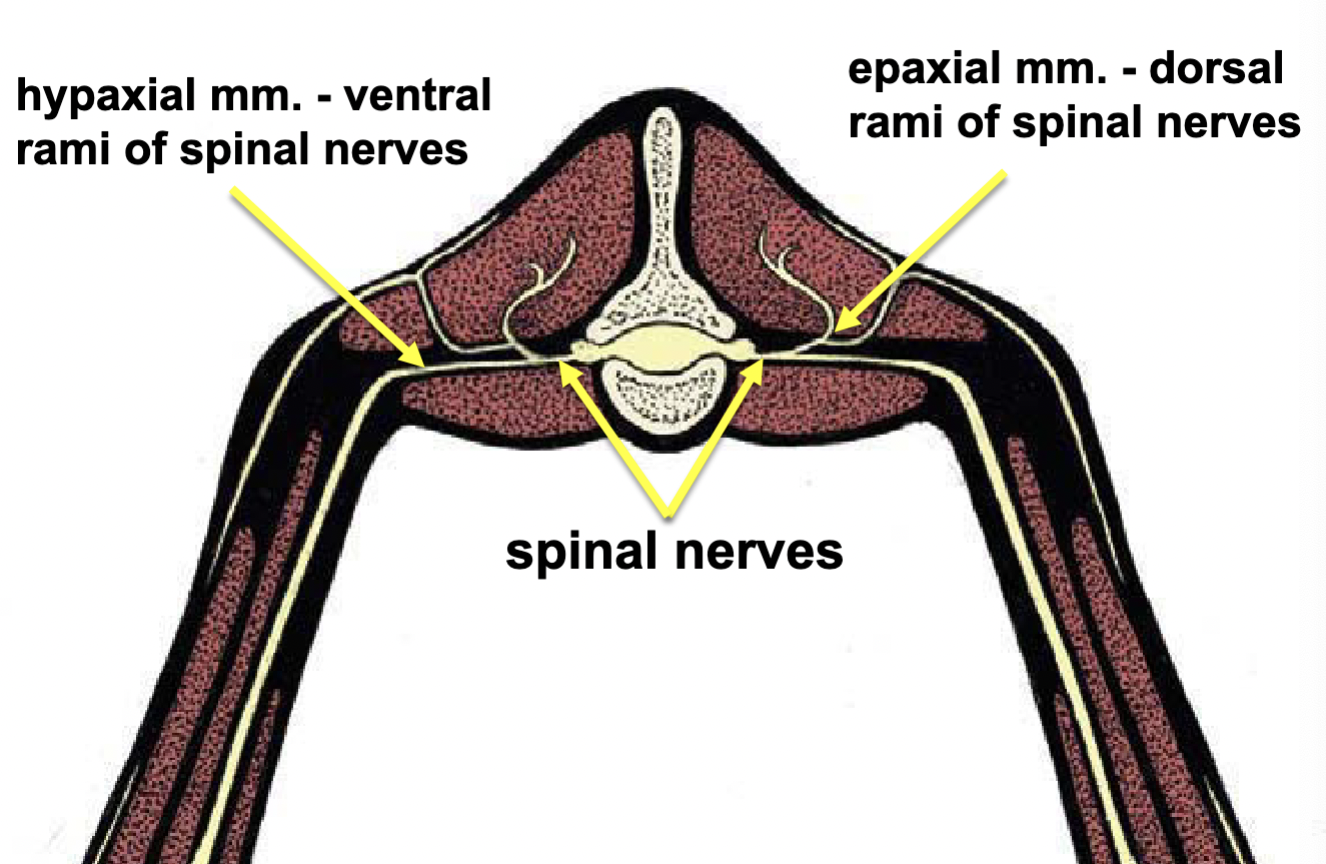 <p>Epaxial mm. - dorsal rami of spinal nerves</p><p>hypaxial mm. - ventral rami of spinal nerves</p>