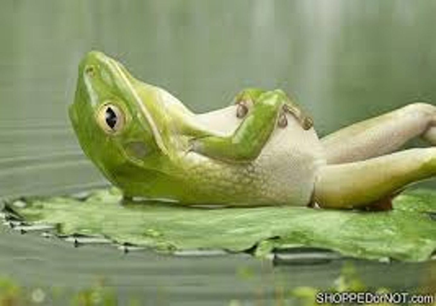 <p>You relaxed in the evenings. Tu __________ (se reposer) le soir.</p>