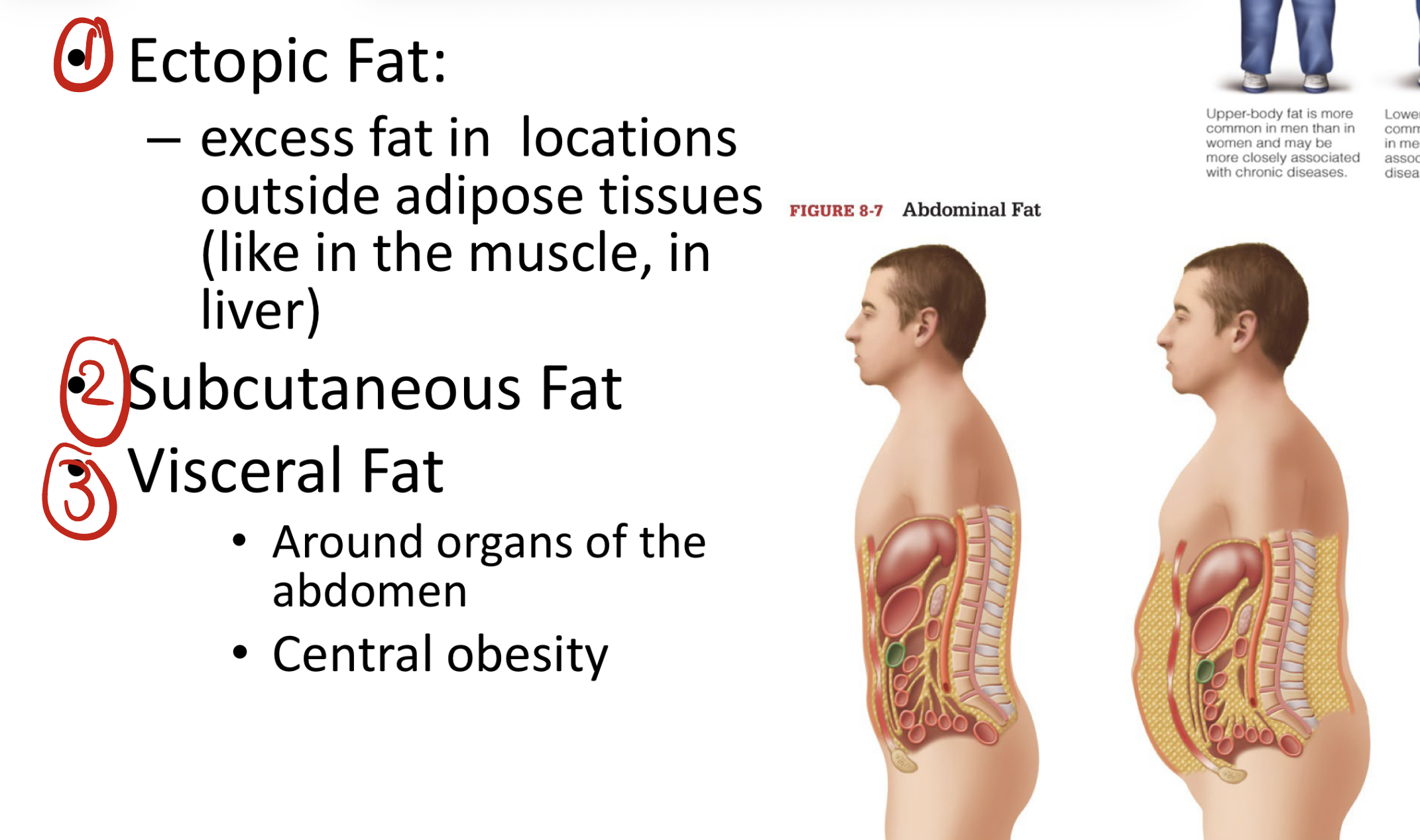 <table style="min-width: 100px;"><colgroup><col style="min-width: 25px;"><col style="min-width: 25px;"><col style="min-width: 25px;"><col style="min-width: 25px;"></colgroup><tbody><tr><th colspan="1" rowspan="1"><p>Type</p></th><th colspan="1" rowspan="1"><p>Location</p></th><th colspan="1" rowspan="1"><p>Health Risk</p></th><th colspan="1" rowspan="1"><p>Example</p></th></tr><tr><td colspan="1" rowspan="1"><p><strong>Subcutaneous</strong></p></td><td colspan="1" rowspan="1"><p>Under the skin</p></td><td colspan="1" rowspan="1"><p>Low</p></td><td colspan="1" rowspan="1"><p>Fat on hips or thighs</p></td></tr><tr><td colspan="1" rowspan="1"><p><strong>Visceral</strong></p></td><td colspan="1" rowspan="1"><p>Around organs</p></td><td colspan="1" rowspan="1"><p>High</p></td><td colspan="1" rowspan="1"><p>Belly fat around liver/intestines</p></td></tr><tr><td colspan="1" rowspan="1"><p><strong>Ectopic</strong></p></td><td colspan="1" rowspan="1"><p>Inside organs/muscles</p></td><td colspan="1" rowspan="1"><p>Very high</p></td><td colspan="1" rowspan="1"><p>Fatty liver, fat in heart or muscle</p></td></tr></tbody></table><p></p>