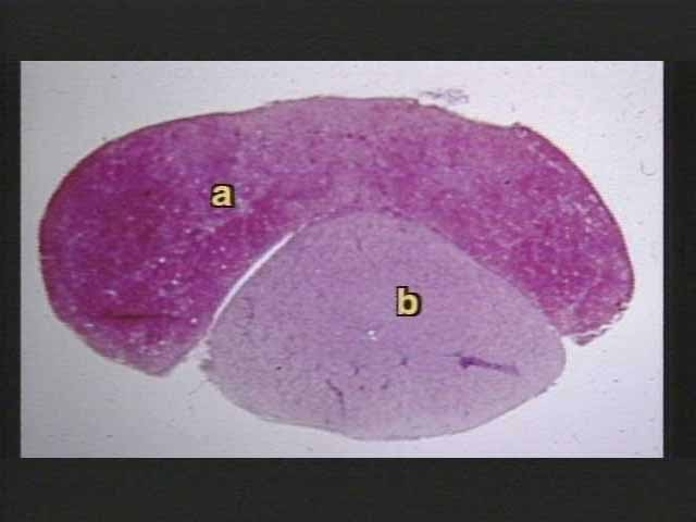 <p>What is this photo?</p>