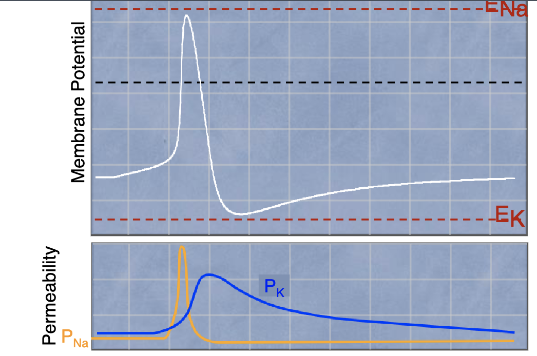 <p>when do Na+ channels close vs K+ channels during repolarization?</p>