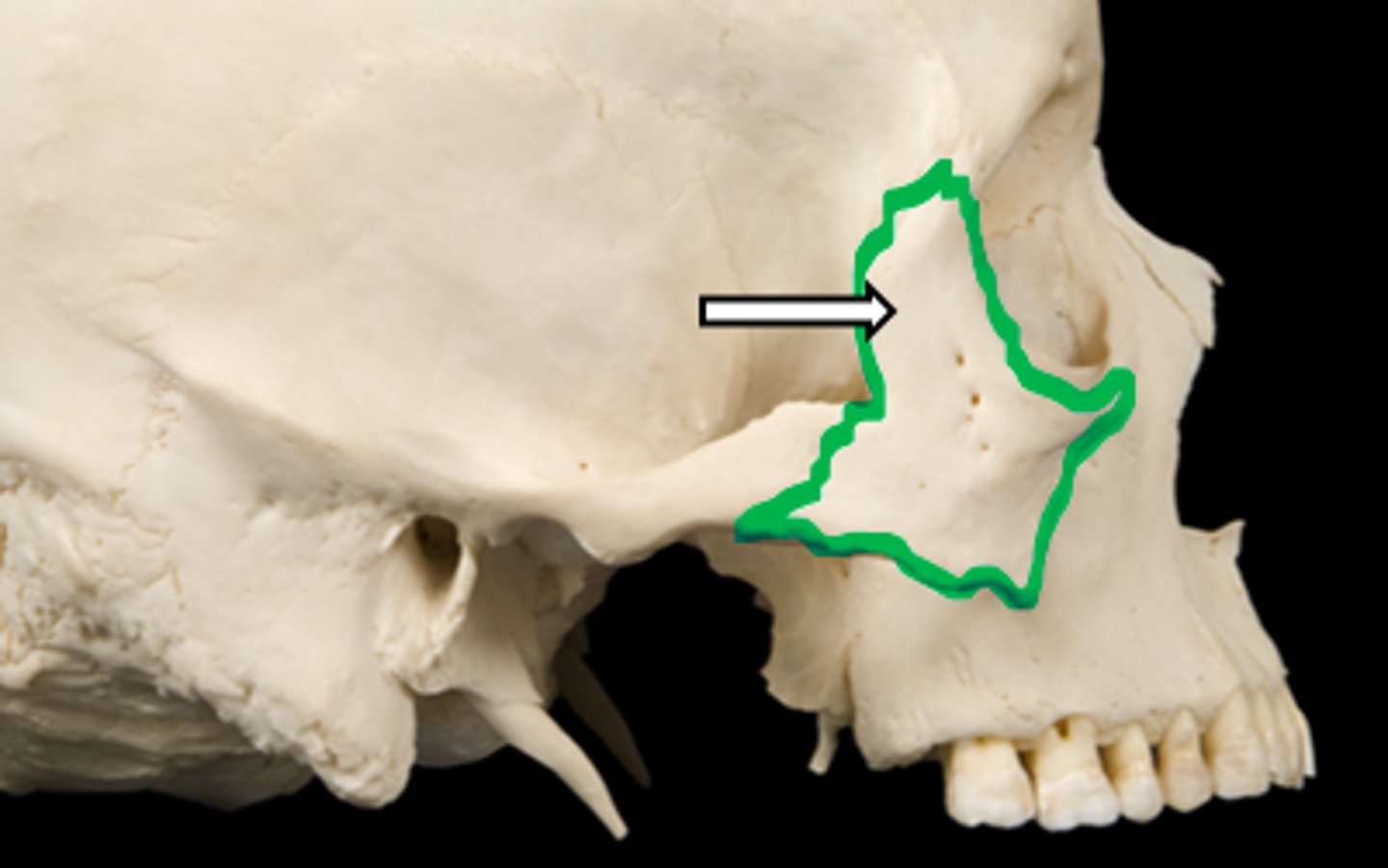 <p>name the bone</p>