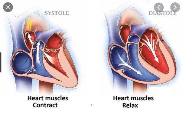
1. Ventricles have elongated and have reduced in volume
2. The semilunar valves have opened to allow blood flow out
3. Tricuspid and dicuspid valves closed to prevent backflow 
