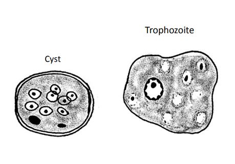 <p><em>Entamoeba coli</em></p>