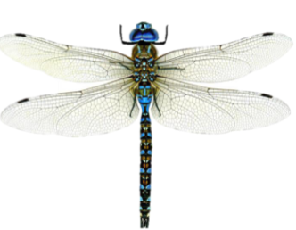 <p>Name the suborder</p>