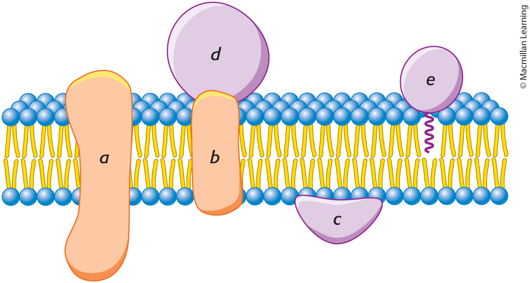 <p>(A, B, &amp; D) </p><p>interact extensively with the hydrocarbon chains of membrane lipids, and they can be released only by agents that compete for these nonpolar interactions.</p>