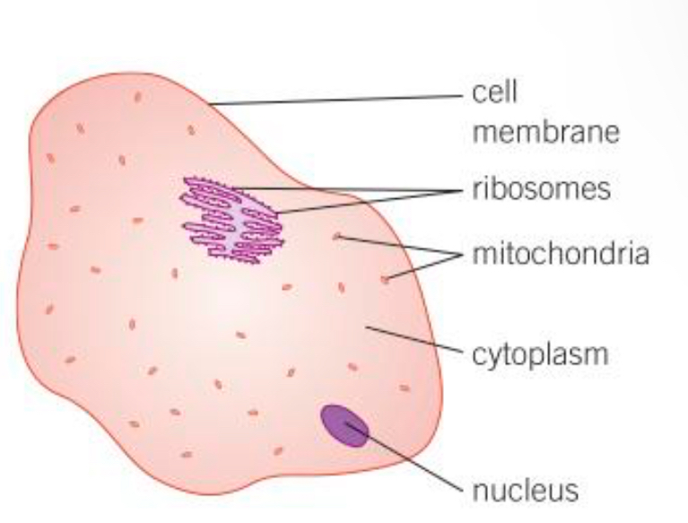 <p>The area where protein synthesis takes place. All proteins needed in the cells are made here </p>