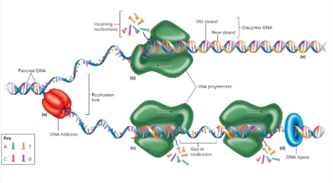 <p>DNA replication steps</p>