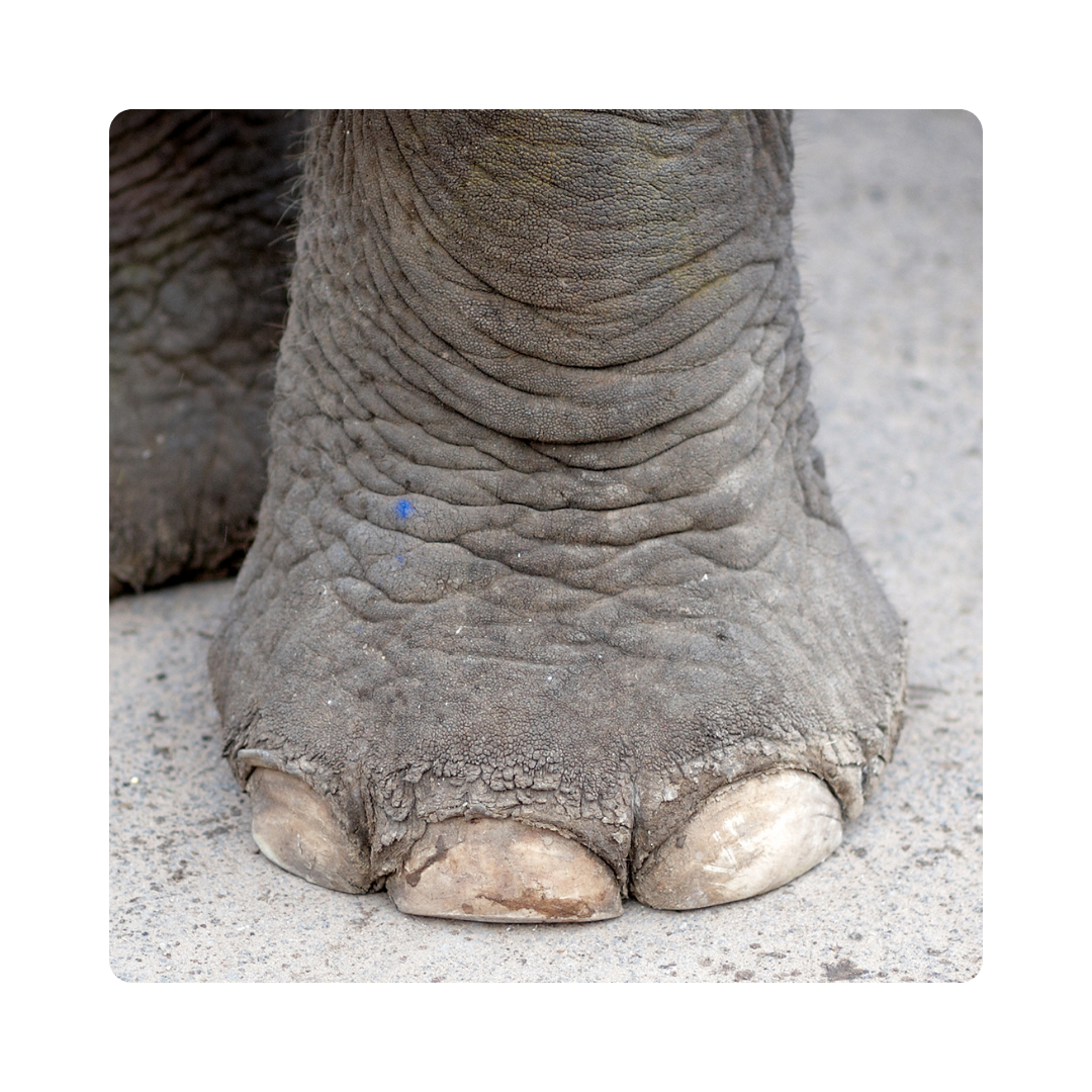<p><span><strong>Toes </strong>help animals balance and walk.</span></p>