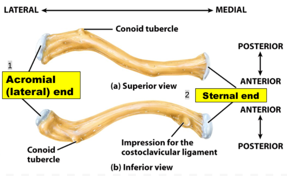 <p>Clavicle</p>