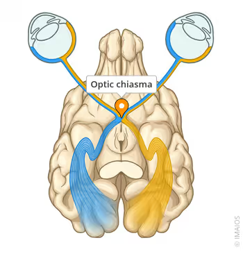 <p>processes and transmits visual information to to the brain&nbsp;</p>