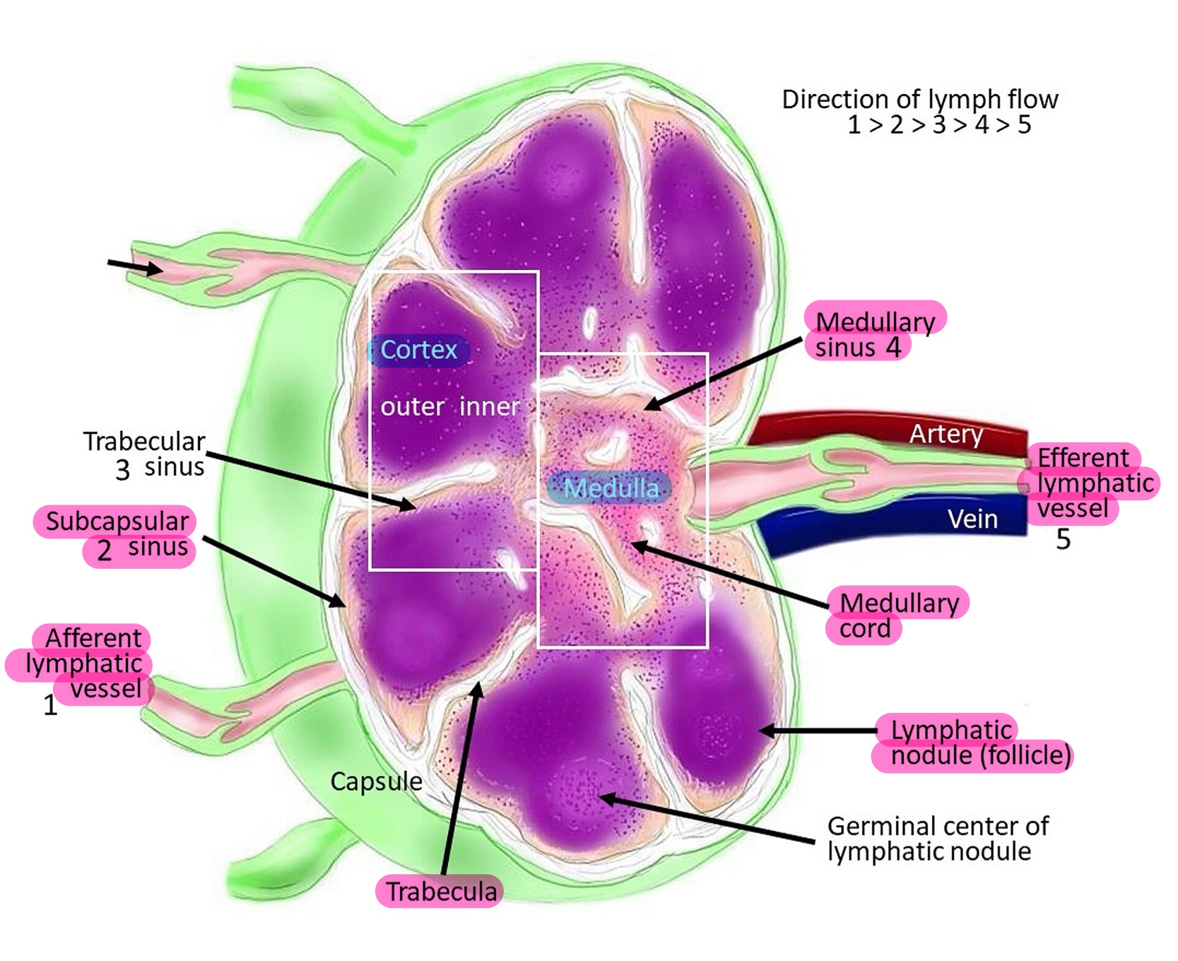 knowt flashcard image