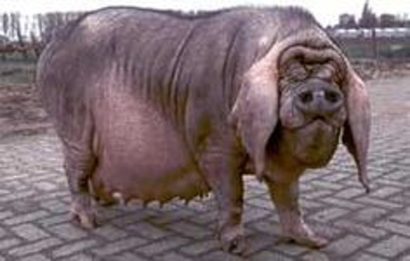 <p>large droopy ears, mushy and wrinkly skin and face, marbled meat and lard, intensive</p>
