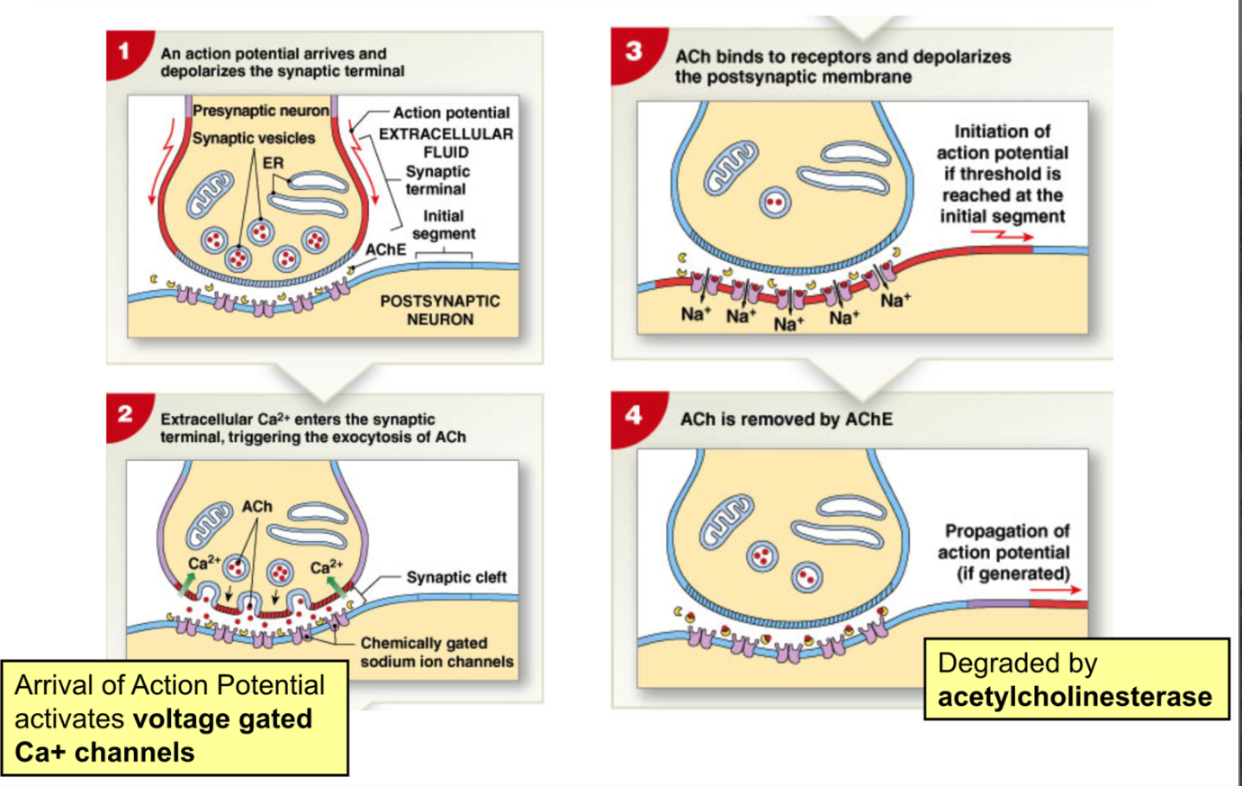 <p>Cholinergic Synapse: uses Acetylcholine (Ach) as active transmitter</p><ol><li><p>Action Pot. arrives and depolarizes synaptic terminal </p></li><li><p>action pot activates voltage gated Ca<sup>2+</sup>&nbsp;channels&nbsp;→ triggers exocytosis of Ach </p></li><li><p>Ach binds to receptors and depolarizes postsynaptic membrane </p></li><li><p>Ach degraded by acetylcholinesterase </p></li></ol><p></p>