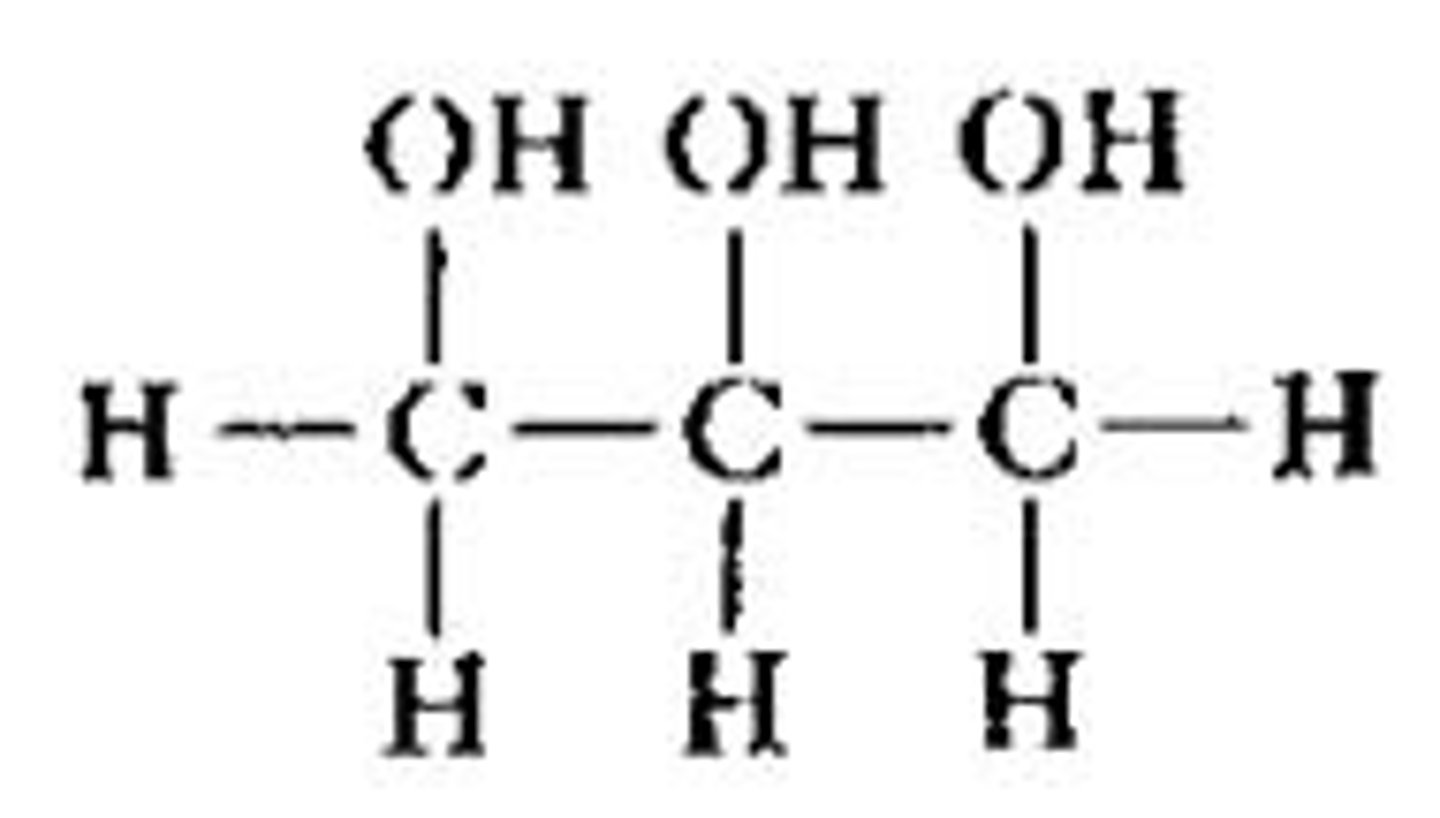 <p>A molecule that combines with fatty acids to form triglycerides</p>