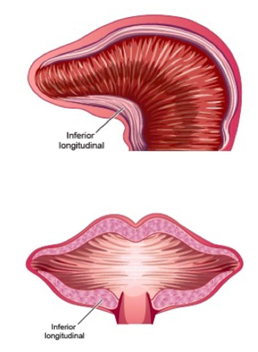 <p>Forward through the body of the tongue</p>