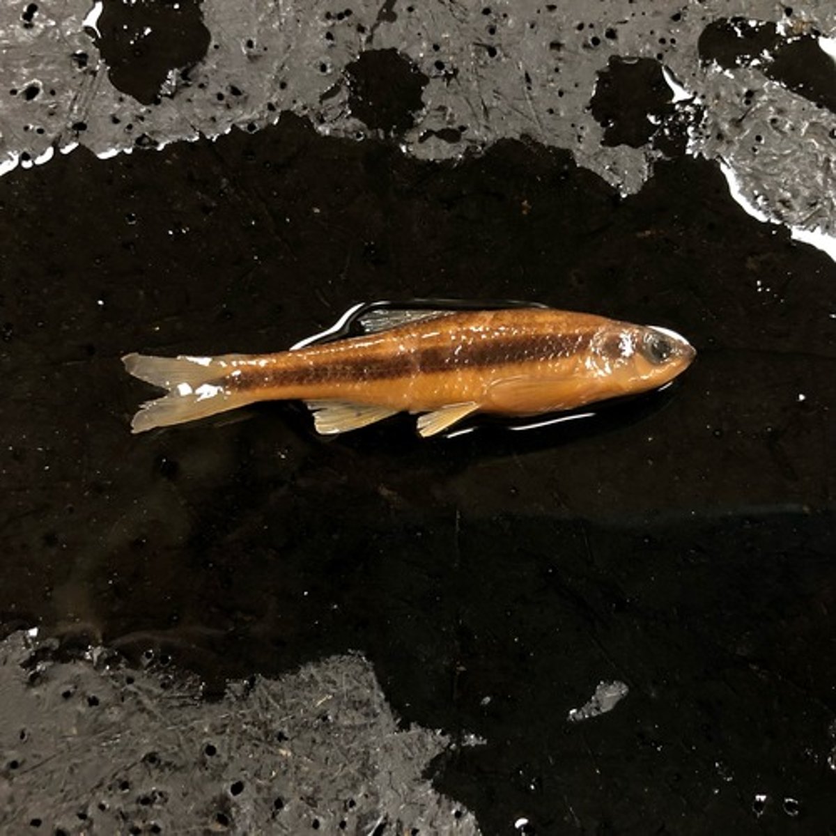 <p>minnows</p>