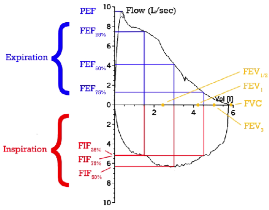 <p><strong>Flow Volume Loop</strong></p><ul><li><p><span>FEF - Fractional Expiratory Flow</span></p></li><li><p><span>FIF - Fractional Inspiratory Flow</span></p></li><li><p><span>FEF and FIF gives information of flow in smaller airways</span></p><ul><li><p><span>Respiratory disease often progress from smaller airways</span></p></li><li><p><span>If someone presents with a reduced PEF → often a progressed disorder</span></p></li></ul></li><li><p><span>PEF measures flow at larger airways</span></p></li></ul>