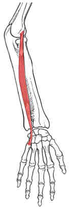 <p>Extensor Carpi Ulnaris</p>