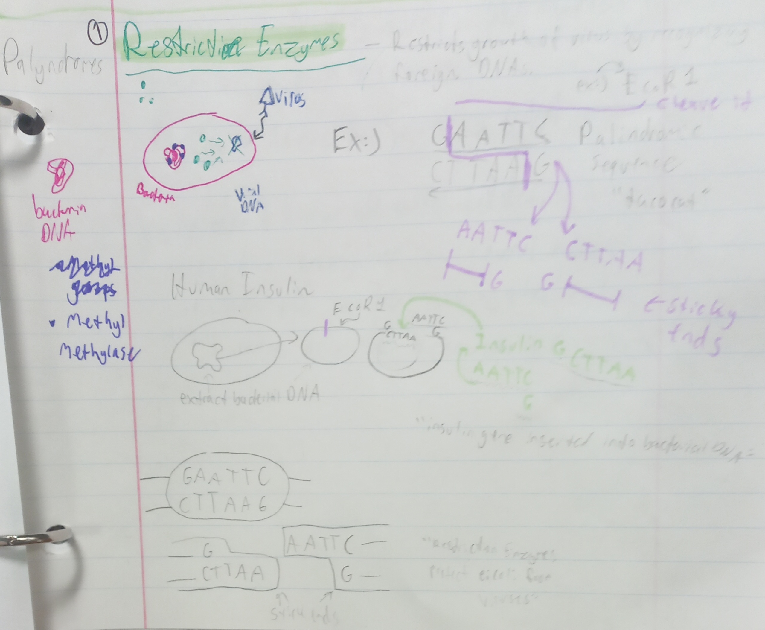 <p>cuts DNA at specific sequences and creates multiple segments</p>