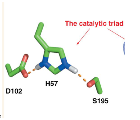 <p>aspartic acid, histidine and serine</p>
