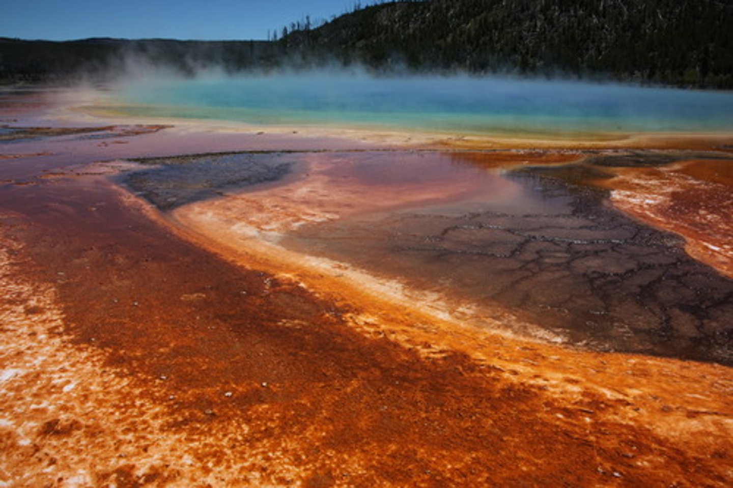 <p>Made up of prokaryotes but differ from bacteria in their genetics and the makeup of their cell walls which do NOT contain peptidoglycan; also known as extremophiles</p>