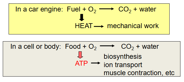 <p>ATP levels must be maintained or the cell runs down and dies very quickly - this is what happens when we are deprived of oxygen</p><p>- ATP is made by burning fuels</p>