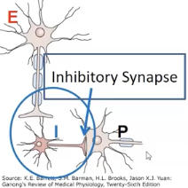 <p>Inhibitory neuron releases neurotransmitter <strong>directly</strong> onto postsynaptic neuron</p>