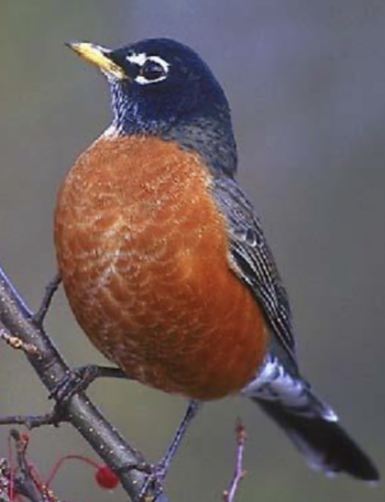 <p>what is this bird </p>