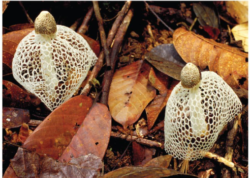 <p>basidiomycete;</p><p><em>Dictyphora </em>— fungus with an odor like rotting meat</p>