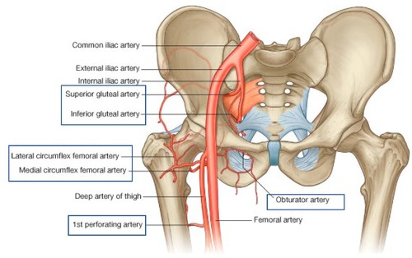 <p>Branches into internal iliac and external iliac arteries</p>