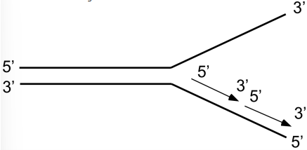 Which Okazaki fragment will be synthesized first?