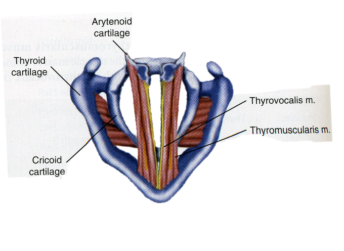 <p>The inner layer of the thyroarytenoid (TA) is what?</p>