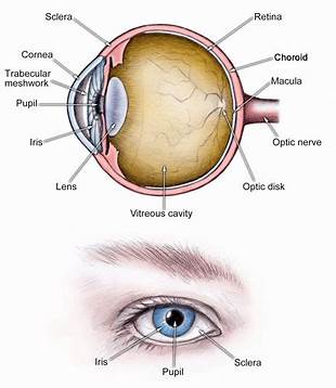 <p><strong>retina</strong><em> (memorize its location - it’s pointing to the white part. Notice the definition of the retina for its location as well.)</em></p>