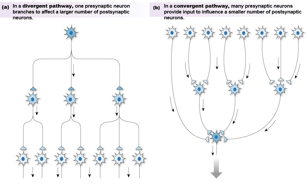<p><strong>divergent</strong>: one neuron sends signal to many other neurons</p><p><strong>convergent</strong>: many neurons sends signals to one neuron</p>