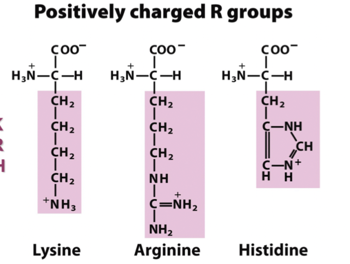 <p>De har en laddad amingrupp i sidokedjan:</p><ul><li><p>Lysin</p></li><li><p>Arginin</p></li><li><p>Histidin</p></li></ul>