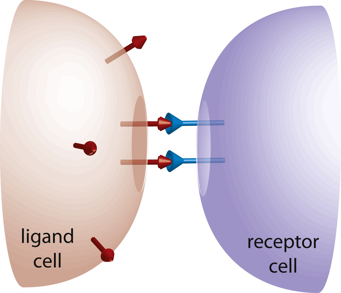 <p>cells communicate via direct contact</p>