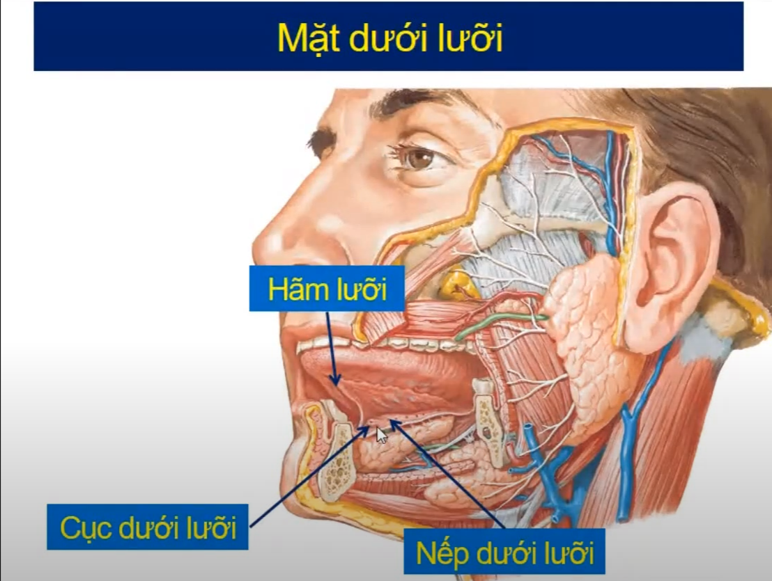 <p>Cục dưới lưỡi cho ống Wharton đổ vào, ống này là ống tiết nước bọt của tuyến nào ? </p>