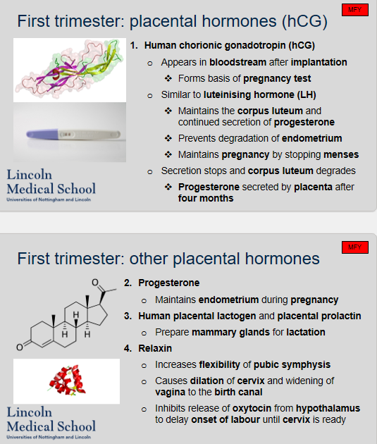<ol><li><p>hCG appears in the bloodstream after implantation.</p></li><li><p>hCG is the basis of pregnancy test.</p></li><li><p>hCG is similar to luteinising hormone (LH).</p></li><li><p>hCG maintains the corpus luteum and continued secretion of progesterone, prevents degradation of endometrium, and maintains pregnancy by stopping menses.</p></li><li><p>The secretion of progesterone switches from the corpus luteum to the placenta after four months.</p></li><li><p>Progesterone plays an important role in maintaining the endometrium during pregnancy.</p></li><li><p>Human placental lactogen (hPL) and placental prolactin (PPL) are hormones produced by the placenta during pregnancy. Their role is to prepare the mammary glands for lactation, which is the process of producing and secreting breast milk.</p></li><li><p>Relaxin is a hormone secreted by the placenta during pregnancy. Its main function is to increase the flexibility of the pubic symphysis and relax the ligaments in the pelvic region to prepare for childbirth. It also helps to dilate the cervix and widen the vagina, making it easier for the baby to pass through the birth canal. Additionally, relaxin inhibits the release of oxytocin from the hypothalamus, which can delay the onset of labor until the cervix is ready for delivery.</p></li></ol>